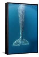 Grey whale tail, Magdalena Bay, Baja California, Mexico-Claudio Contreras-Framed Stretched Canvas
