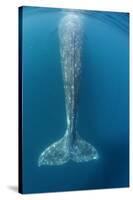Grey whale tail, Magdalena Bay, Baja California, Mexico-Claudio Contreras-Stretched Canvas