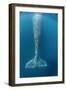 Grey whale tail, Magdalena Bay, Baja California, Mexico-Claudio Contreras-Framed Photographic Print