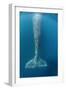 Grey whale tail, Magdalena Bay, Baja California, Mexico-Claudio Contreras-Framed Photographic Print