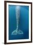 Grey whale tail, Magdalena Bay, Baja California, Mexico-Claudio Contreras-Framed Photographic Print