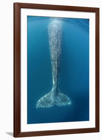 Grey whale tail, Magdalena Bay, Baja California, Mexico-Claudio Contreras-Framed Photographic Print