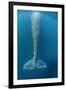 Grey whale tail, Magdalena Bay, Baja California, Mexico-Claudio Contreras-Framed Photographic Print