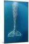 Grey whale tail, Magdalena Bay, Baja California, Mexico-Claudio Contreras-Mounted Photographic Print