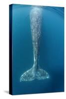 Grey whale tail, Magdalena Bay, Baja California, Mexico-Claudio Contreras-Stretched Canvas