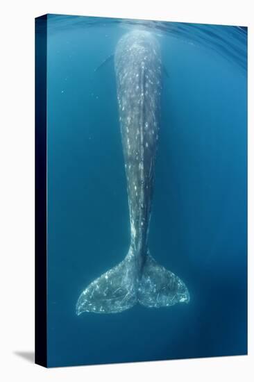 Grey whale tail, Magdalena Bay, Baja California, Mexico-Claudio Contreras-Stretched Canvas
