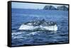 Grey Whale Tail-null-Framed Stretched Canvas