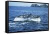 Grey Whale Tail-null-Framed Stretched Canvas