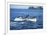 Grey Whale Tail-null-Framed Photographic Print