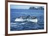 Grey Whale Tail-null-Framed Photographic Print