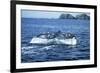 Grey Whale Tail-null-Framed Photographic Print