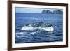 Grey Whale Tail-null-Framed Photographic Print