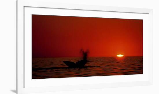 Grey Whales, Mexico-Phillipe Bourseiller-Framed Art Print