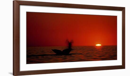 Grey Whales, Mexico-Phillipe Bourseiller-Framed Art Print