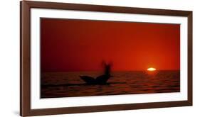 Grey Whales, Mexico-Phillipe Bourseiller-Framed Art Print