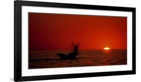 Grey Whales, Mexico-Phillipe Bourseiller-Framed Art Print