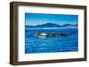 Grey Whales, Whale Watching, Magdalena Bay, Mexico, North America-Laura Grier-Framed Photographic Print