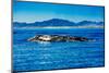 Grey Whales, Whale Watching, Magdalena Bay, Mexico, North America-Laura Grier-Mounted Photographic Print