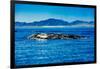 Grey Whales, Whale Watching, Magdalena Bay, Mexico, North America-Laura Grier-Framed Photographic Print