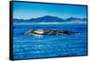 Grey Whales, Whale Watching, Magdalena Bay, Mexico, North America-Laura Grier-Framed Stretched Canvas