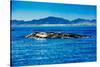 Grey Whales, Whale Watching, Magdalena Bay, Mexico, North America-Laura Grier-Stretched Canvas