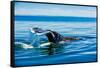 Grey Whales, Whale Watching, Magdalena Bay, Mexico, North America-Laura Grier-Framed Stretched Canvas