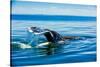 Grey Whales, Whale Watching, Magdalena Bay, Mexico, North America-Laura Grier-Stretched Canvas