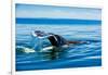 Grey Whales, Whale Watching, Magdalena Bay, Mexico, North America-Laura Grier-Framed Photographic Print