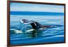 Grey Whales, Whale Watching, Magdalena Bay, Mexico, North America-Laura Grier-Framed Photographic Print