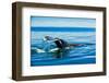 Grey Whales, Whale Watching, Magdalena Bay, Mexico, North America-Laura Grier-Framed Photographic Print