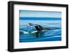 Grey Whales, Whale Watching, Magdalena Bay, Mexico, North America-Laura Grier-Framed Photographic Print