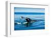 Grey Whales, Whale Watching, Magdalena Bay, Mexico, North America-Laura Grier-Framed Photographic Print