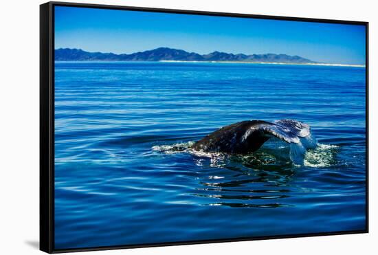 Grey Whales, Whale Watching, Magdalena Bay, Mexico, North America-Laura Grier-Framed Stretched Canvas