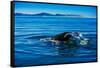 Grey Whales, Whale Watching, Magdalena Bay, Mexico, North America-Laura Grier-Framed Stretched Canvas