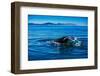 Grey Whales, Whale Watching, Magdalena Bay, Mexico, North America-Laura Grier-Framed Photographic Print