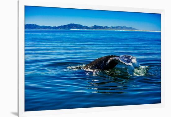 Grey Whales, Whale Watching, Magdalena Bay, Mexico, North America-Laura Grier-Framed Photographic Print