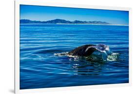 Grey Whales, Whale Watching, Magdalena Bay, Mexico, North America-Laura Grier-Framed Photographic Print