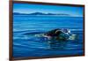 Grey Whales, Whale Watching, Magdalena Bay, Mexico, North America-Laura Grier-Framed Photographic Print