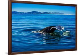 Grey Whales, Whale Watching, Magdalena Bay, Mexico, North America-Laura Grier-Framed Photographic Print