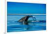 Grey Whales, Whale Watching, Magdalena Bay, Mexico, North America-Laura Grier-Framed Photographic Print