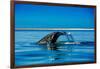 Grey Whales, Whale Watching, Magdalena Bay, Mexico, North America-Laura Grier-Framed Photographic Print