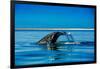 Grey Whales, Whale Watching, Magdalena Bay, Mexico, North America-Laura Grier-Framed Photographic Print