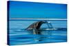 Grey Whales, Whale Watching, Magdalena Bay, Mexico, North America-Laura Grier-Stretched Canvas