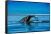 Grey Whales, Whale Watching, Magdalena Bay, Mexico, North America-Laura Grier-Framed Stretched Canvas