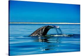 Grey Whales, Whale Watching, Magdalena Bay, Mexico, North America-Laura Grier-Stretched Canvas