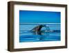 Grey Whales, Whale Watching, Magdalena Bay, Mexico, North America-Laura Grier-Framed Photographic Print