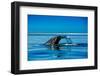 Grey Whales, Whale Watching, Magdalena Bay, Mexico, North America-Laura Grier-Framed Photographic Print