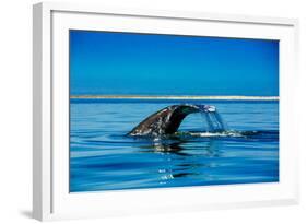 Grey Whales, Whale Watching, Magdalena Bay, Mexico, North America-Laura Grier-Framed Photographic Print