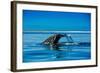 Grey Whales, Whale Watching, Magdalena Bay, Mexico, North America-Laura Grier-Framed Photographic Print