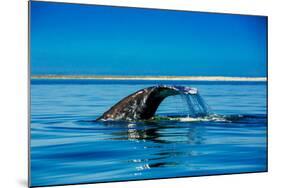 Grey Whales, Whale Watching, Magdalena Bay, Mexico, North America-Laura Grier-Mounted Photographic Print